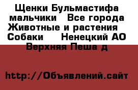 Щенки Бульмастифа мальчики - Все города Животные и растения » Собаки   . Ненецкий АО,Верхняя Пеша д.